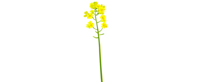 一只黄色的花flash透明素材