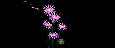 漂亮的菊花flash透明素材