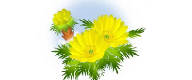 黄色的菊花flash透明素材