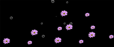 飞舞飘落的菊花瓣flash透明素材
