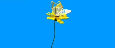 花朵上的蝴蝶flash透明素材