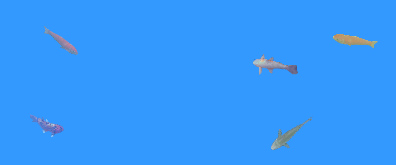 一群游动的金鱼flash透明素材