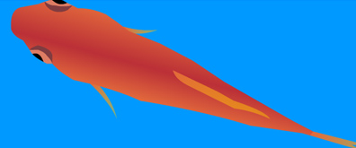 摆动鱼翅的红金鱼flash矢量素材