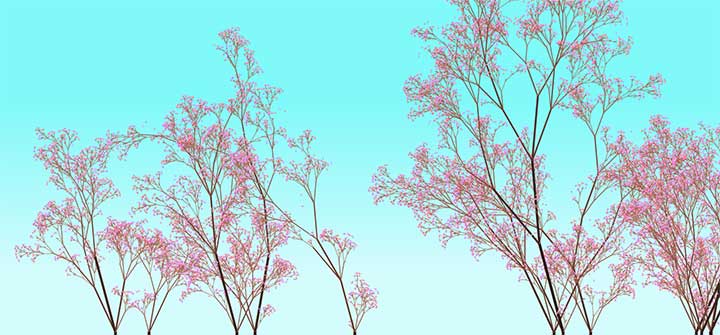 HTML5 Canvas绘制漂亮的樱花树背景特效